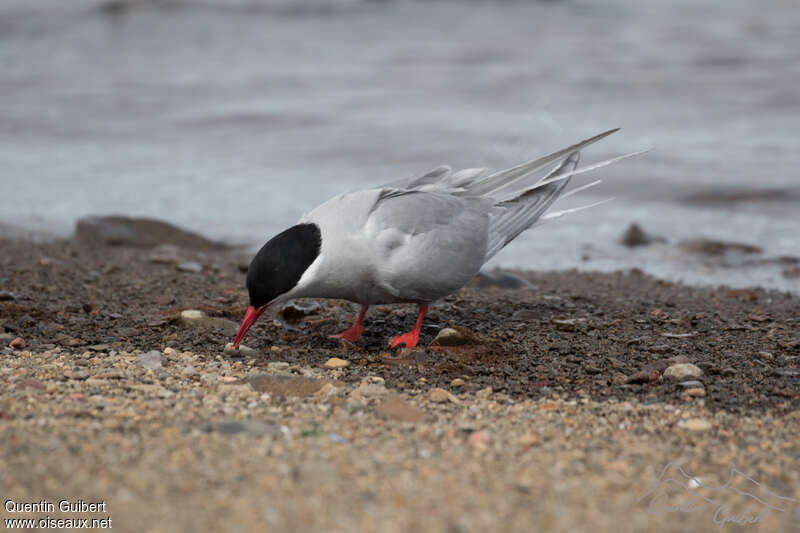 Kerguelen Ternadult breeding, habitat, pigmentation