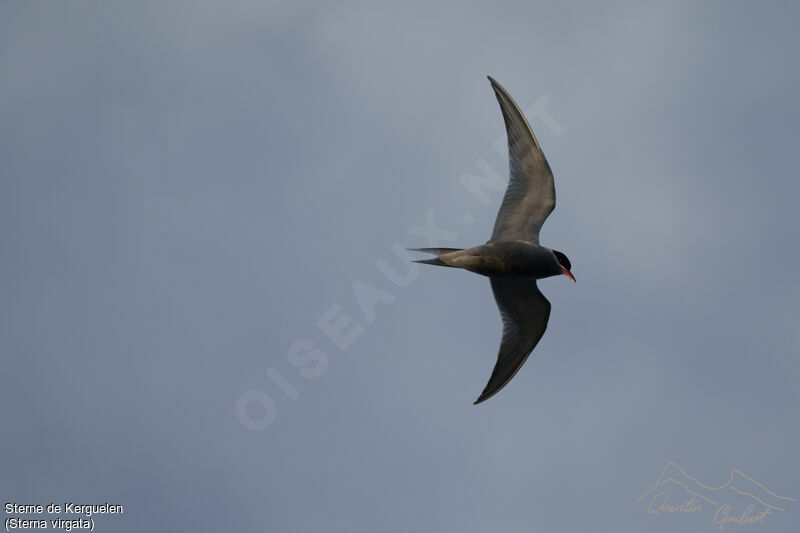 Kerguelen Tern