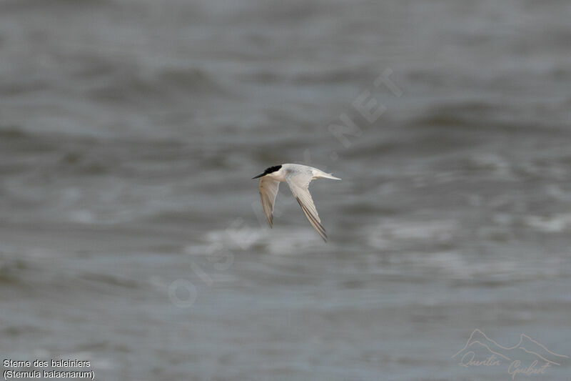 Damara Tern