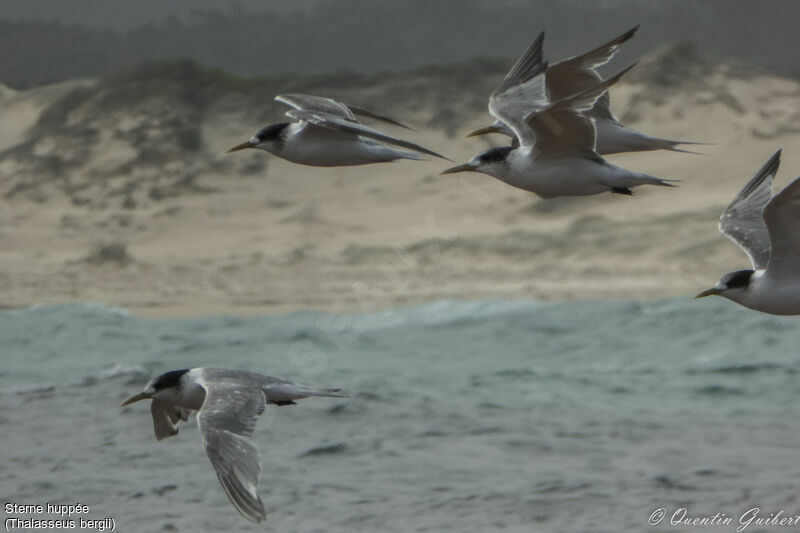 Greater Crested Tern