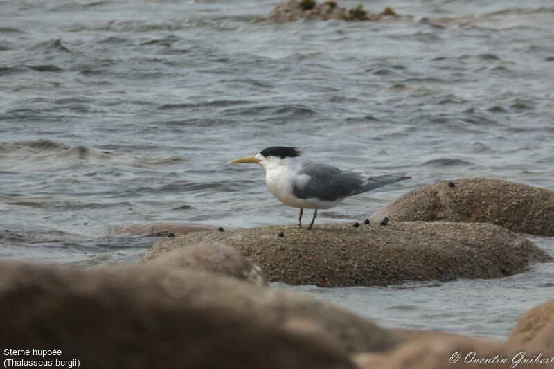 Greater Crested Ternadult