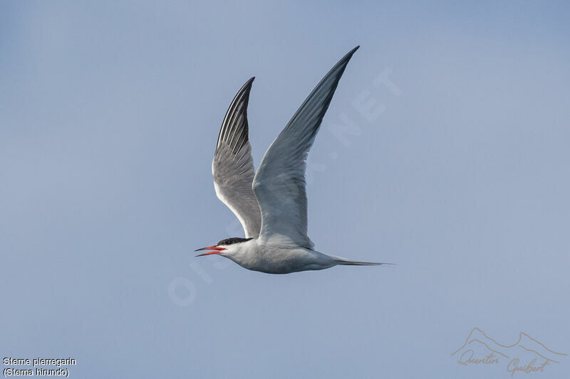 Common Ternadult, identification, Flight