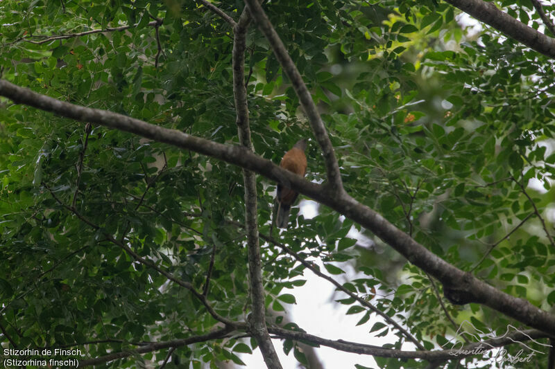 Finsch's Rufous Thrush