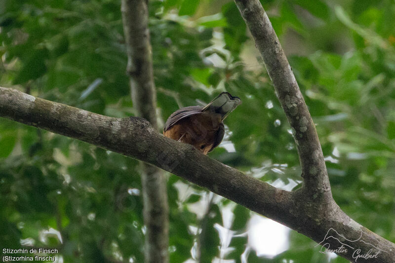 Finsch's Rufous Thrush