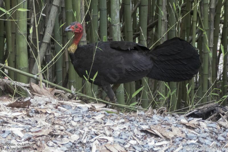 Australian Brushturkeyadult