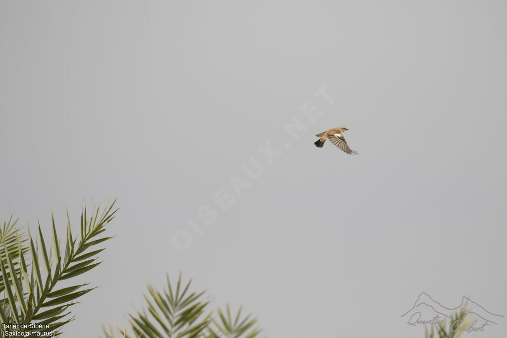 Tarier de Sibérie