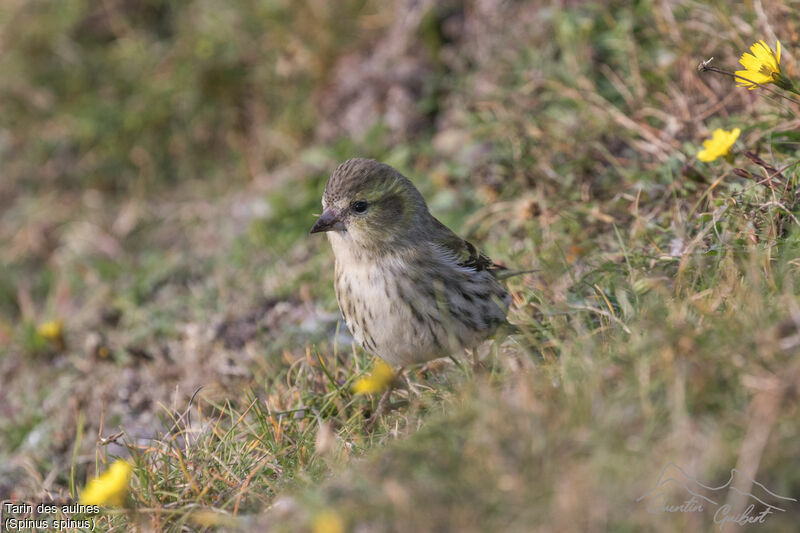 Eurasian Siskin