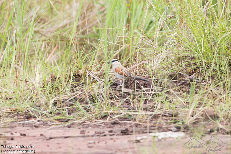 Black-crowned Tchagra, walking