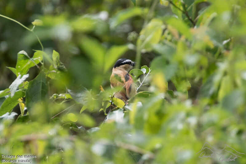 Marsh Tchagraadult breeding, identification