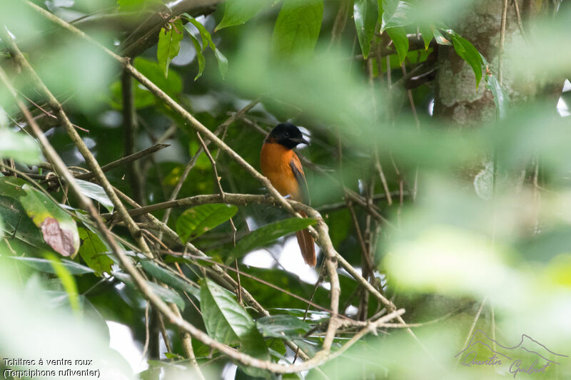 Red-bellied Paradise Flycatcheradult breeding, identification