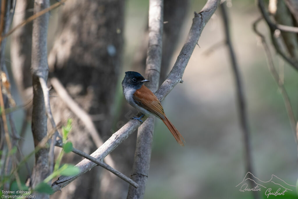 African Paradise Flycatcher