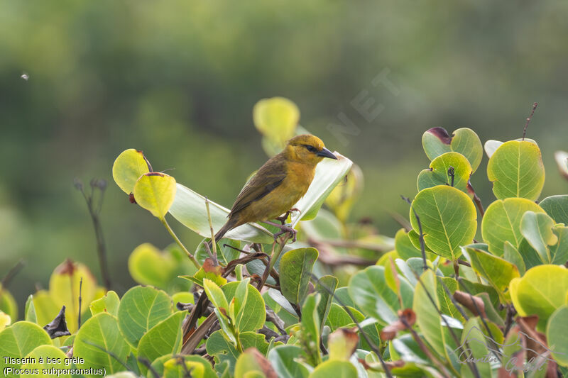 Loango Weaver female adult, identification