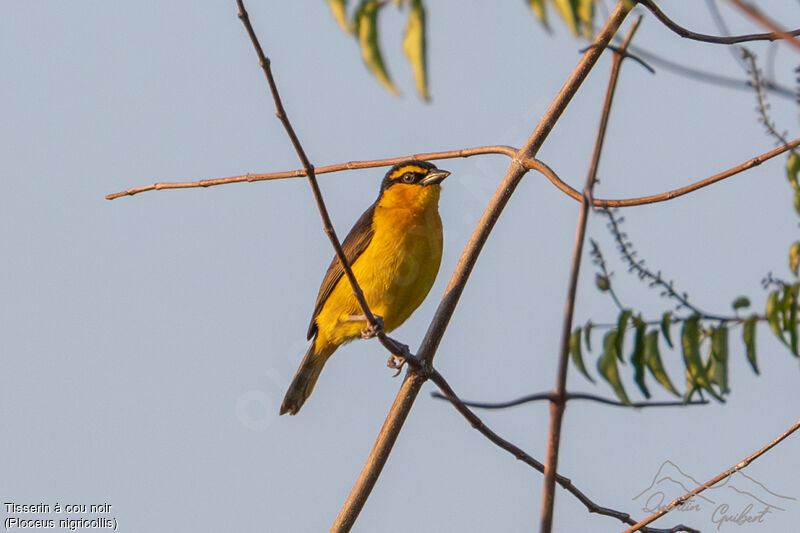 Black-necked Weaver female adult, identification