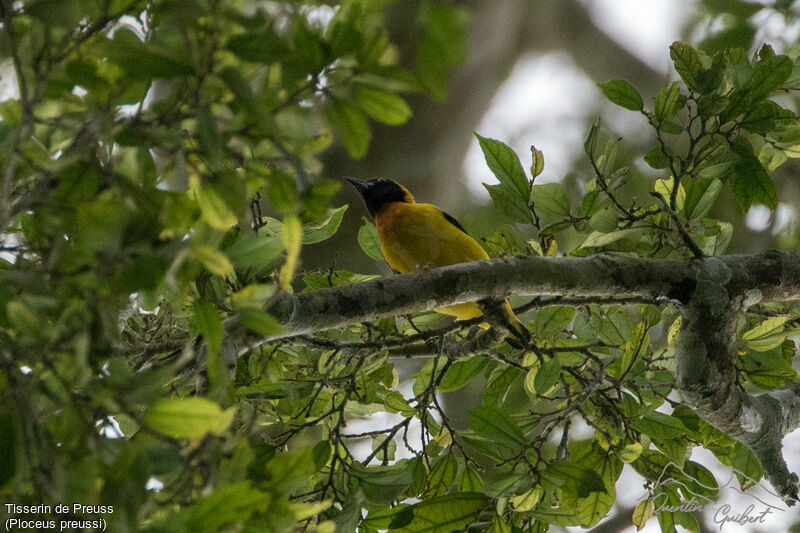 Preuss's Weaver