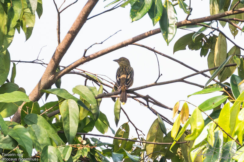 Vieillot's Black Weaver