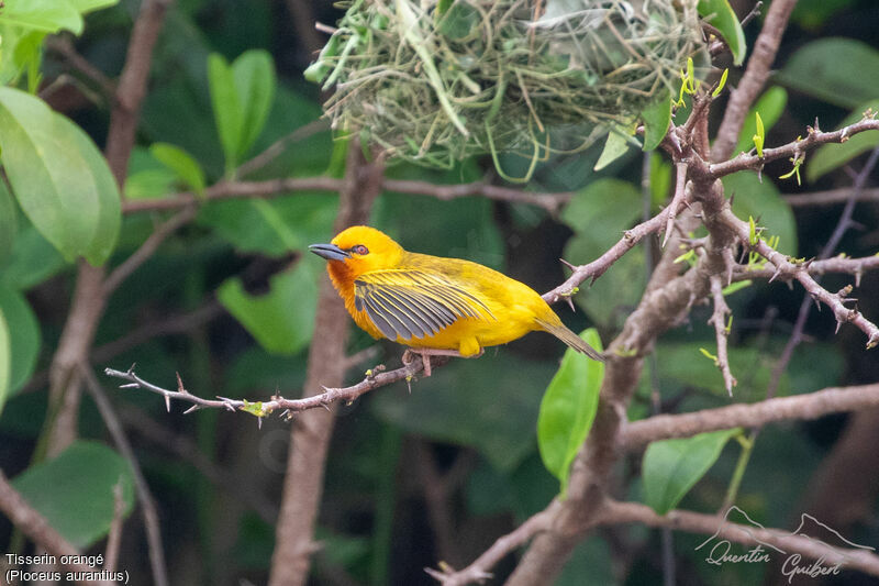 Orange Weaveradult breeding, identification