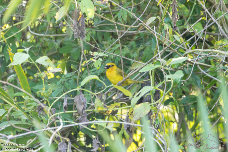 Olive-naped Weaver female, eats