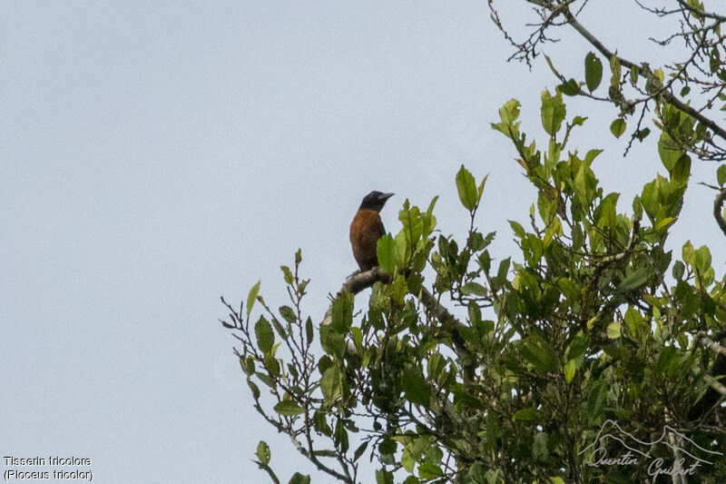 Yellow-mantled Weaver