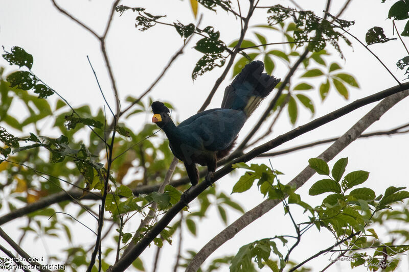 Great Blue Turaco