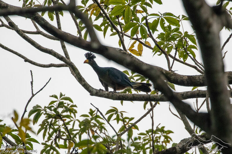 Great Blue Turaco