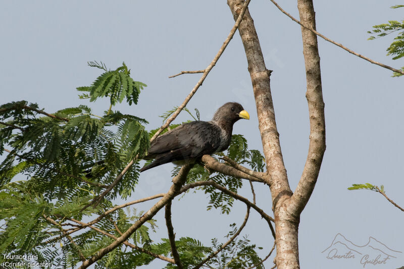 Western Plantain-eater