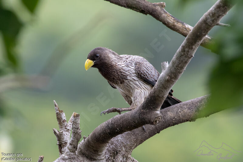 Touraco gris