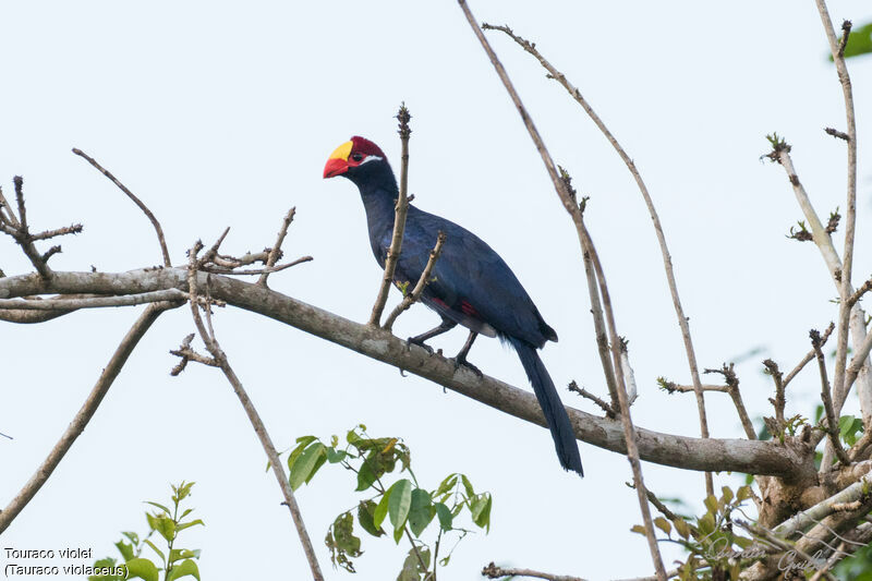 Violet Turaco