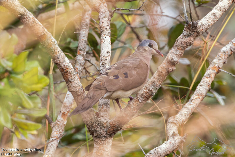 Blue-spotted Wood Dove, identification