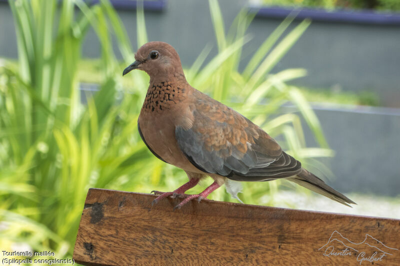 Laughing Dove