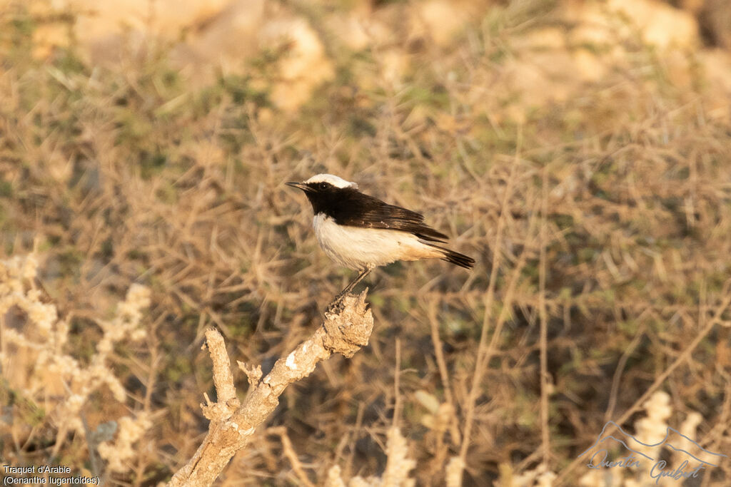 Traquet d'Arabie mâle adulte, identification