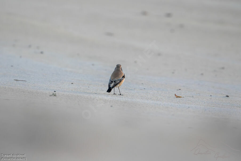 Traquet du désert mâle, identification