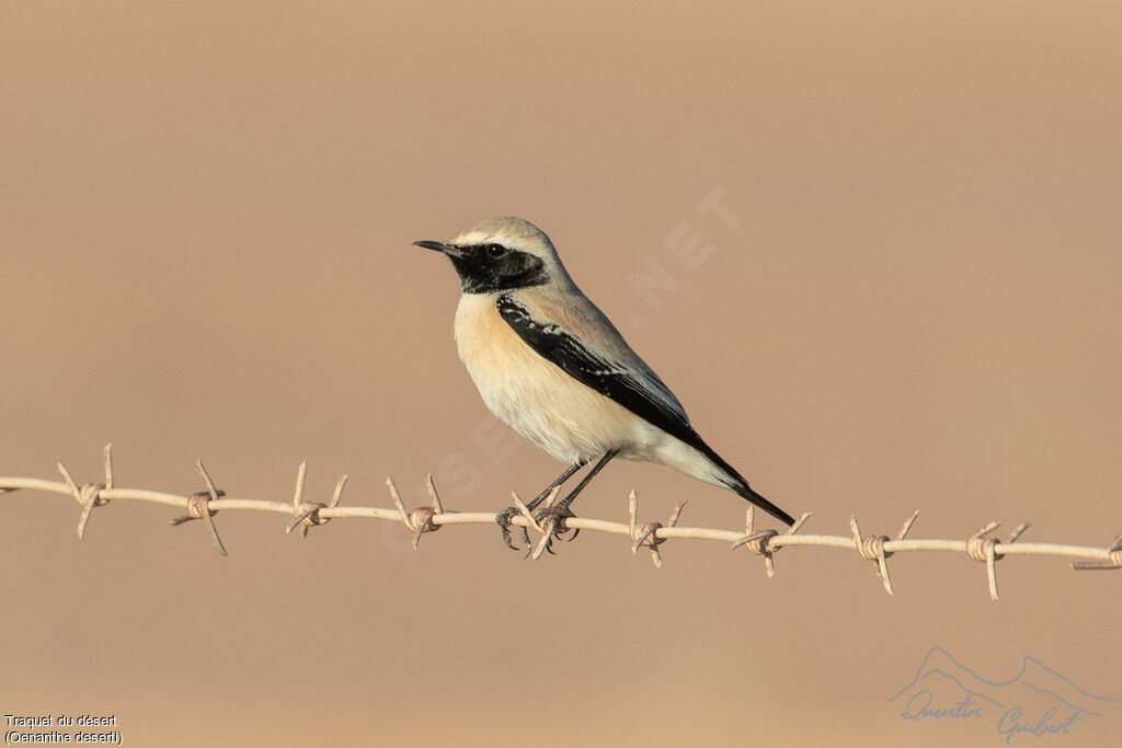 Traquet du désert