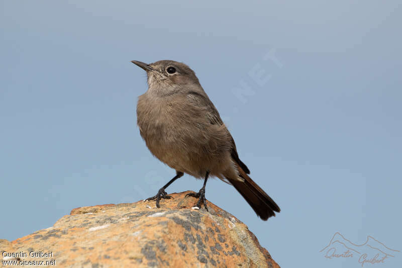 Familiar Chatadult, habitat, Behaviour