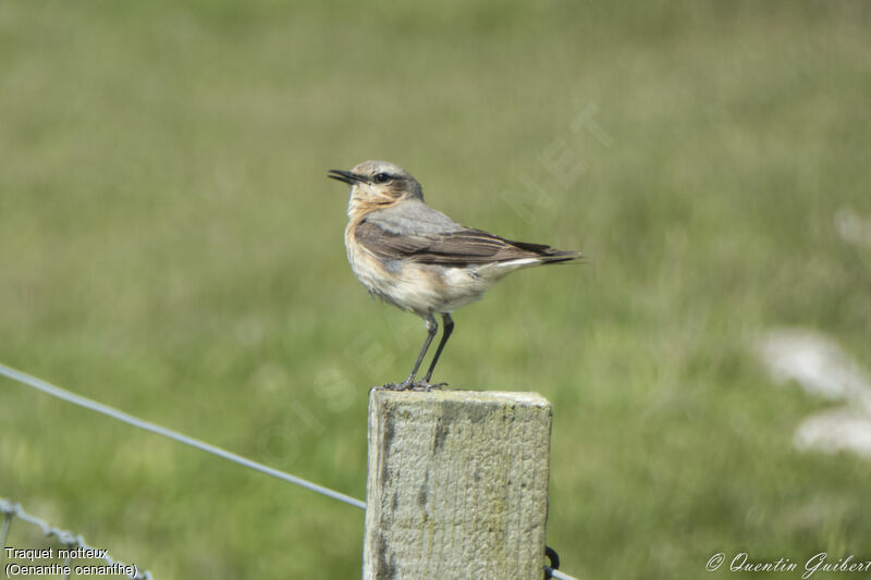 Northern Wheatear female adult breeding, identification