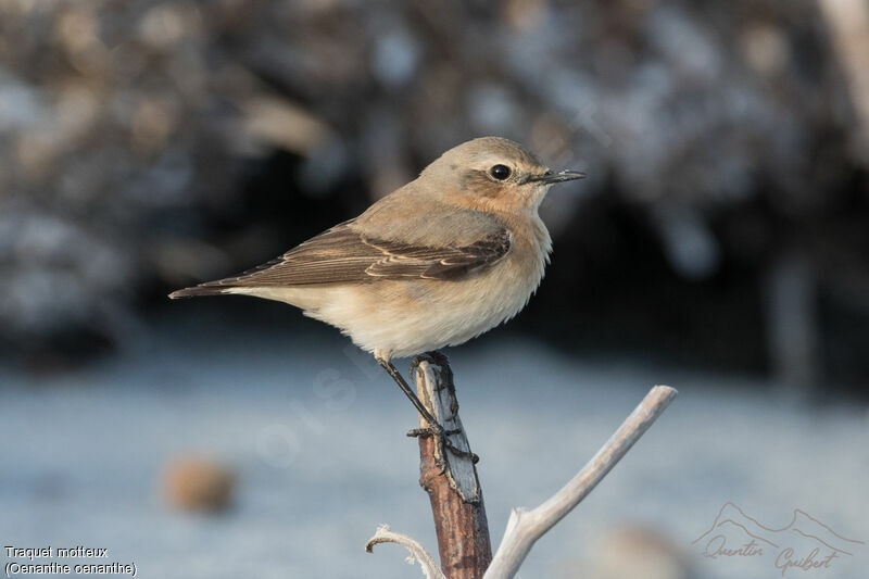 Northern Wheatear female adult, identification