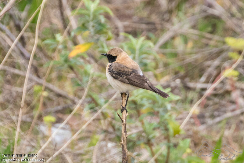 Eastern Black-eared Wheatear male Second year