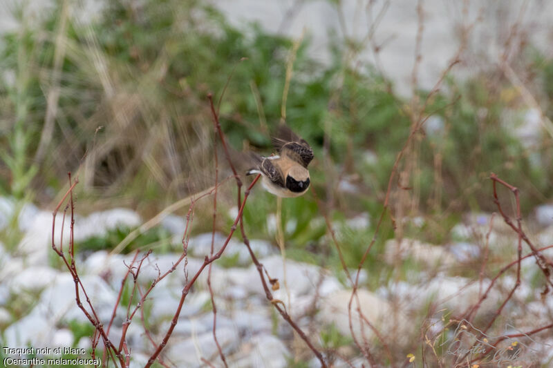 Eastern Black-eared Wheatear