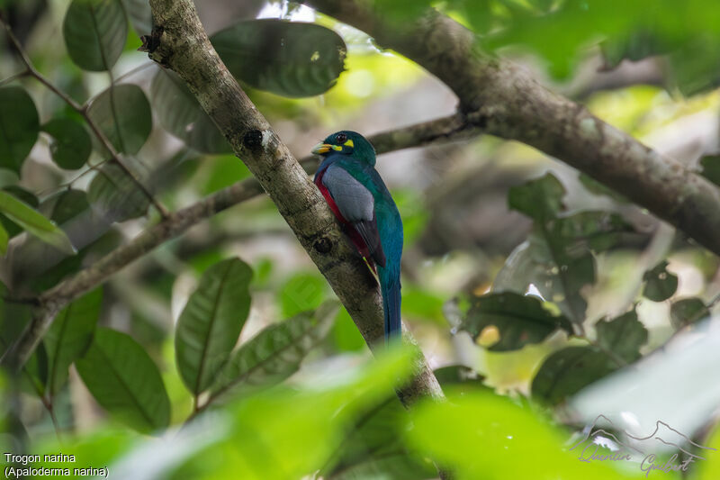 Narina Trogon