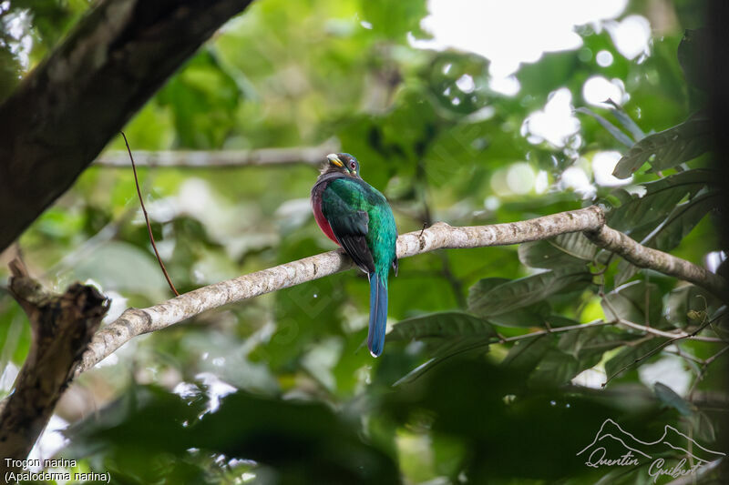 Trogon narina