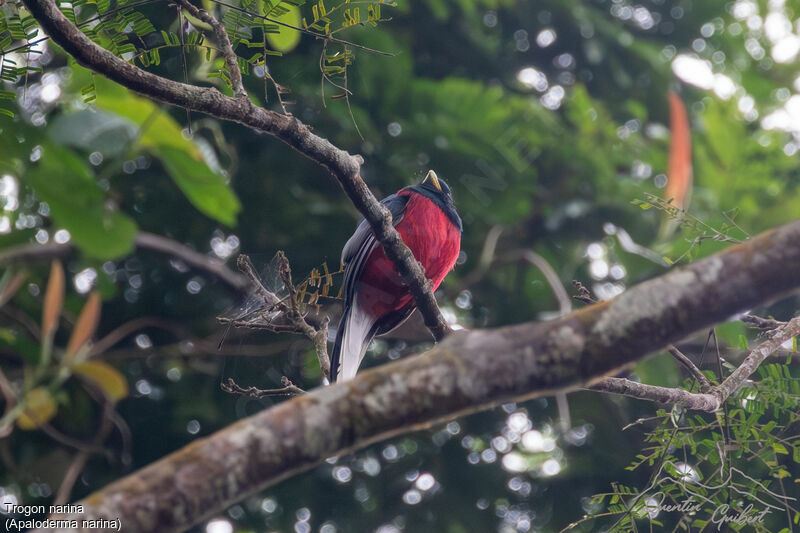 Trogon narina