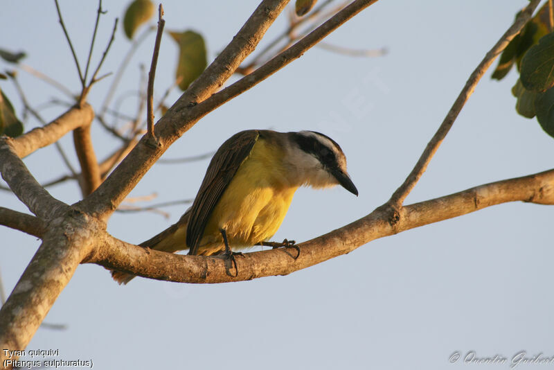 Great Kiskadee