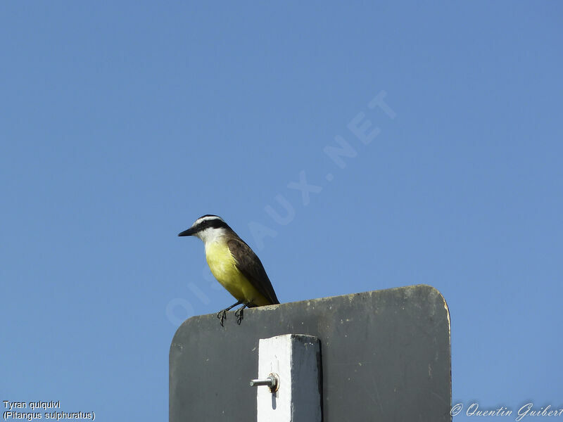 Great Kiskadee