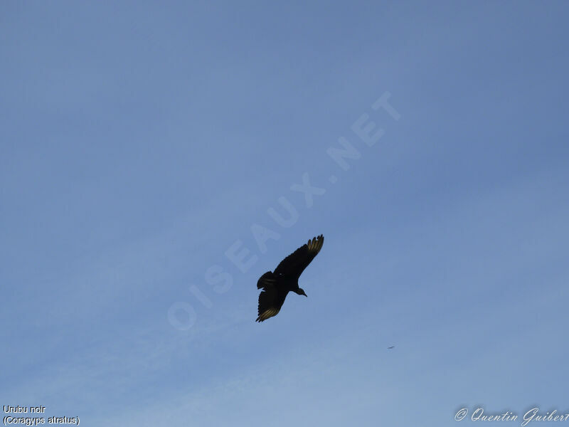 Black Vulture, identification