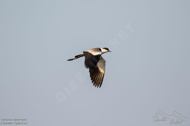 Spur-winged Lapwing