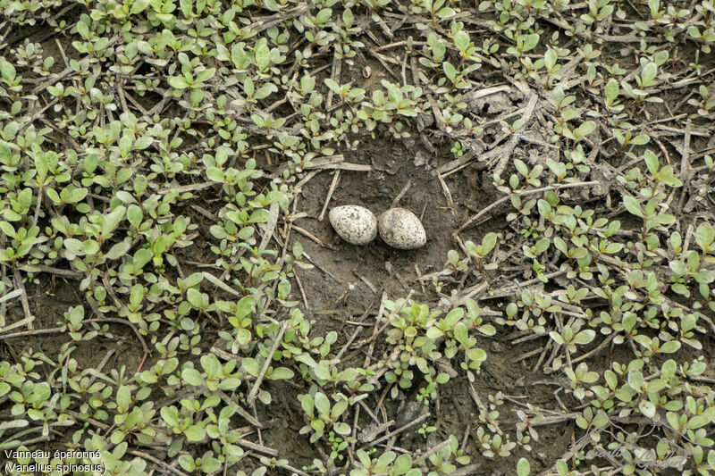 Spur-winged Lapwing