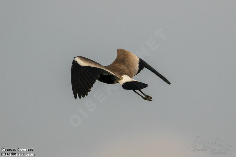 Spur-winged Lapwing