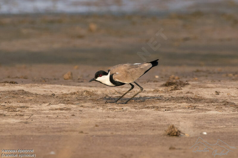 Spur-winged Lapwingadult breeding, identification, walking