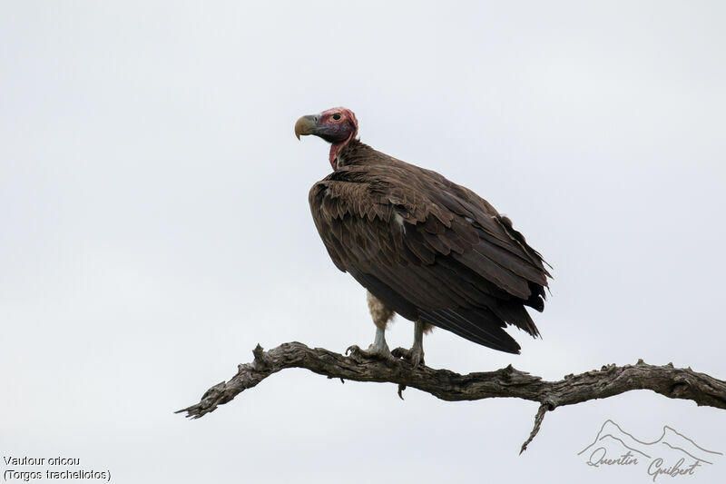 Vautour oricouadulte, identification