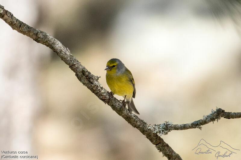 Corsican Finch