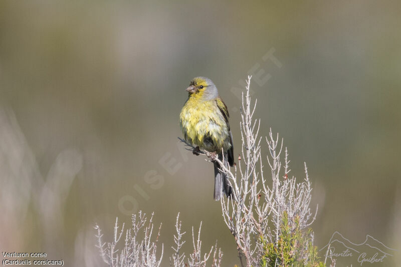 Corsican Finch